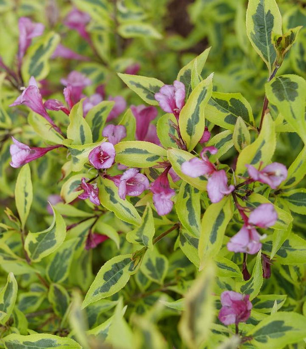 Weigela, Bubbly Wine™ Weigela
