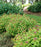 Spirea, Double Play® Dolly™ Spirea