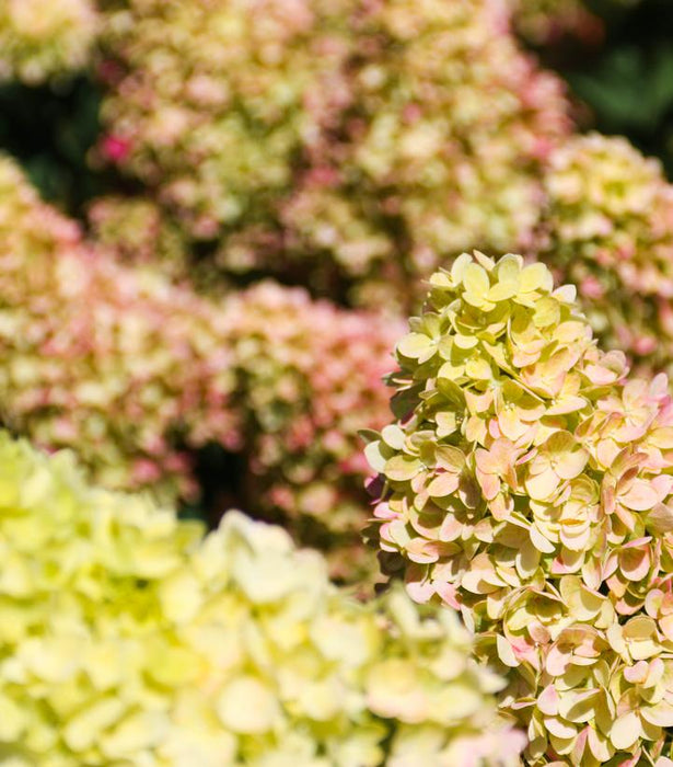 Hydrangea, Dragon Baby™ Panicle Hydrangea
