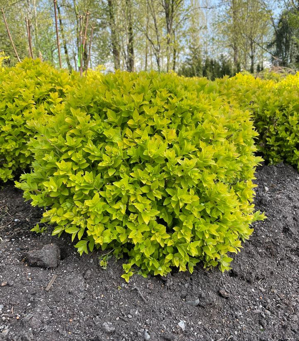 Spirea, Pineapple Poprocks Spirea