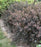 Ninebark, Calico Kitty™ Ninebark