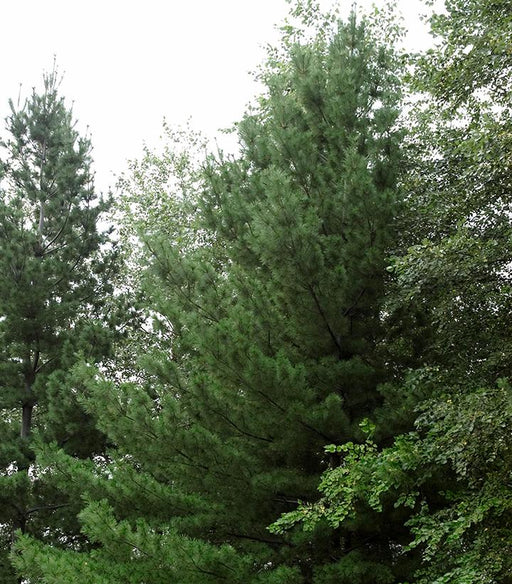Pine, Eastern White Pine