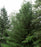 Pine, Eastern White Pine