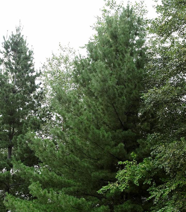 Pine, Eastern White Pine