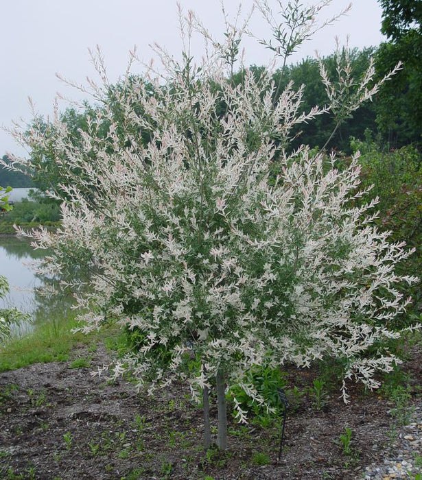 Willow, Hakuro Nishiki Dappled Willow
