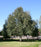Birch, White-Barked Himalayan Birch