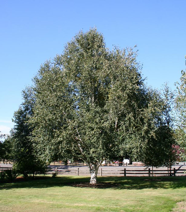 Birch, White-Barked Himalayan Birch