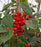 Holly, Satyr Hill American Holly