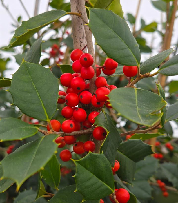 Holly, Satyr Hill American Holly