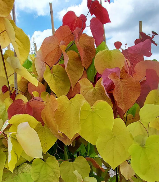 Redbud, Flame Thrower