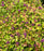 Spirea, Double Play® Dolly™ Spirea