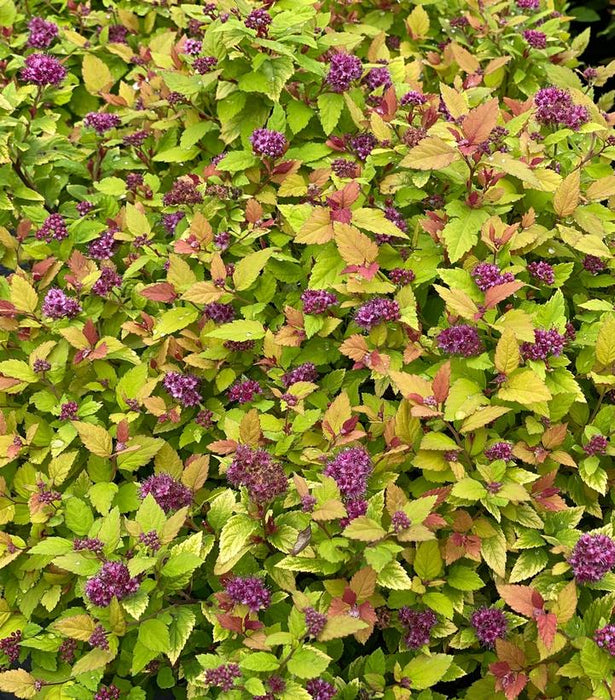 Spirea, Double Play® Dolly™ Spirea