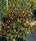 Ilex verticillata 'Bailfire'  - First Editions® Wildfire™ Winterberry