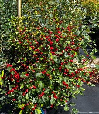 Ilex verticillata 'Bailfire'  - First Editions® Wildfire™ Winterberry