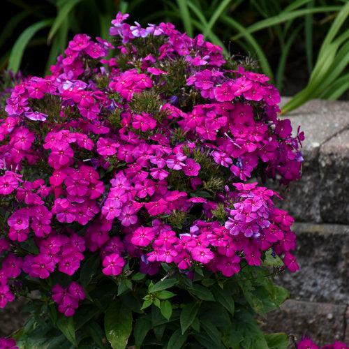 Phlox, Luminary® Ultraviolet Phlox