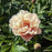 Peony, Scrumdiddlyumptious Itoh Peony
