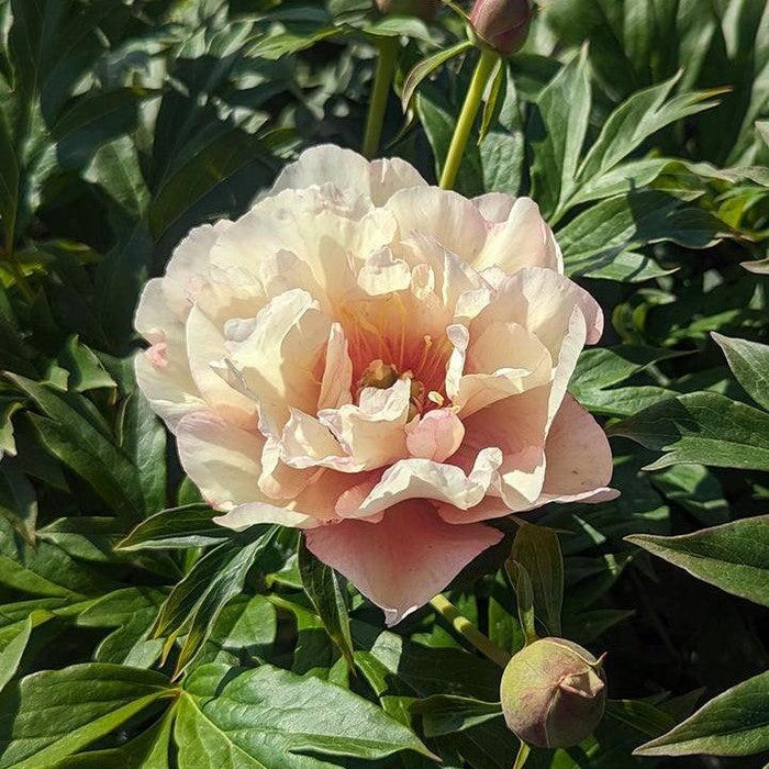 Peony, Scrumdiddlyumptious Itoh Peony