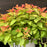 Spirea, Double Play® Candy Corn® Spirea