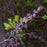 Xanthorhiza simplicissima  - Yellowroot