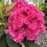 Azalea, Holden's Raspberry Ruffles Azalea