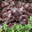 Coral Bells, Obsidian Coral Bells