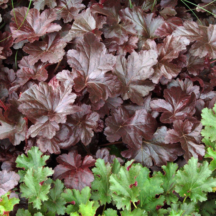 Coral Bells, Obsidian Coral Bells