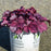Coral Bells, Primo® Wild Rose Heuchera