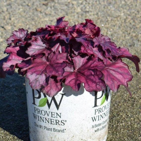 Coral Bells, Primo® Wild Rose Heuchera