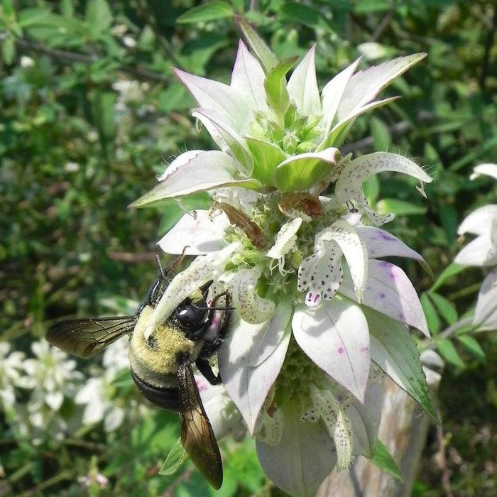 Monarda punctata  - Spotted Beebalm