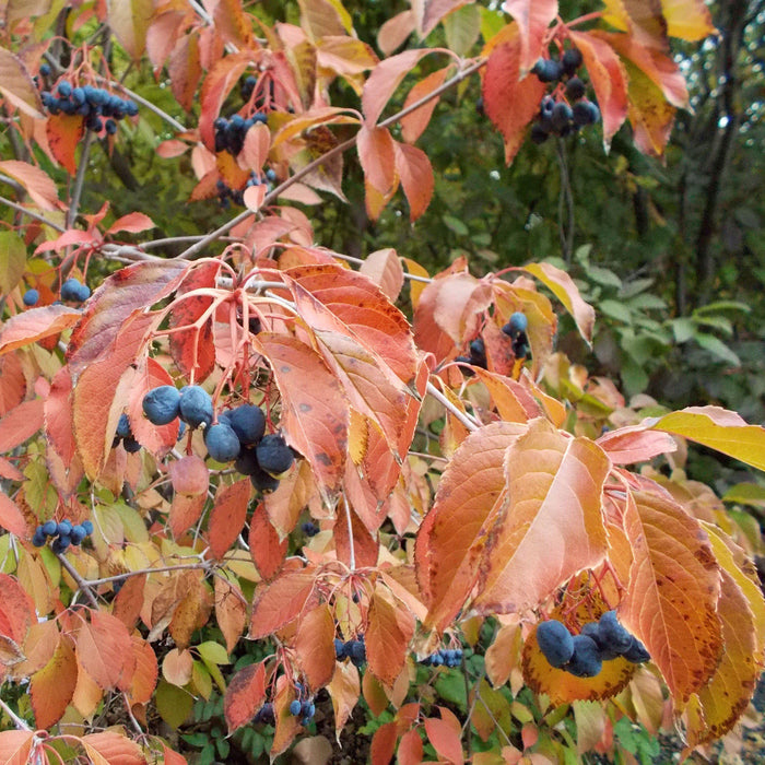 Viburnum lentago  - Nannyberry
