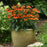 Coneflower, Artisan™ Soft Orange Coneflower