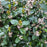 Ilex x meserveae 'Blue Prince'  - Blue Prince Holly