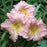 Daylily, Jolyene Nichole Daylily