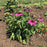 Coneflower, Green Twister Echinacea