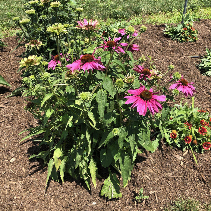 Coneflower, Green Twister Echinacea