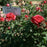 Rose, Chrysler Imperial Rose