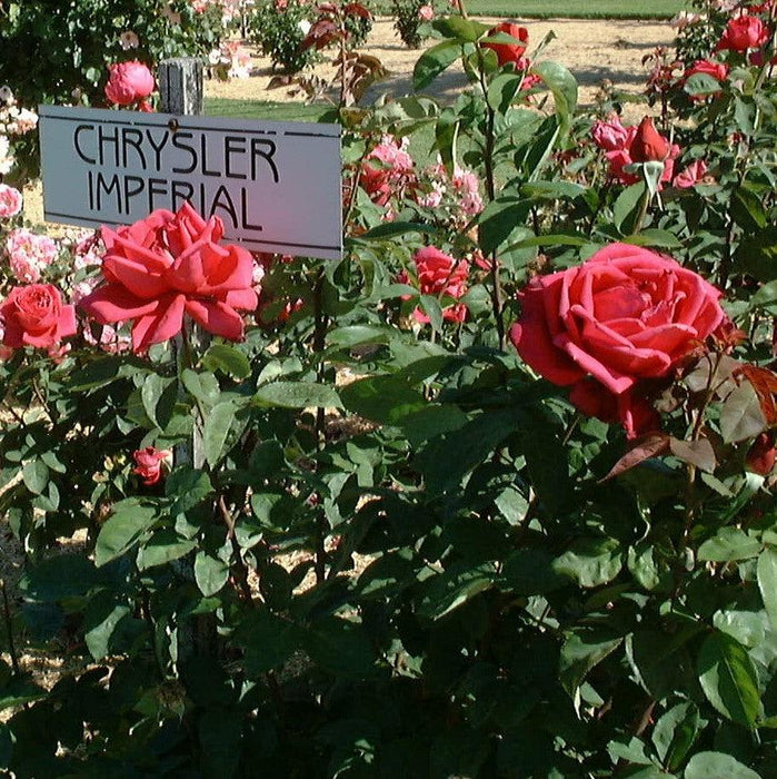 Rose, Chrysler Imperial Rose