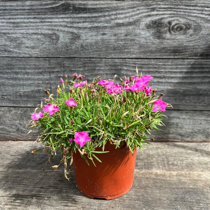 Dianthus, Firewitch Dianthus, Cheddar Pink