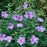 Hibiscus, Paraplu Violet® Rose of Sharon