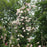 Rose, Cecile Brunner™ Climbing Rose