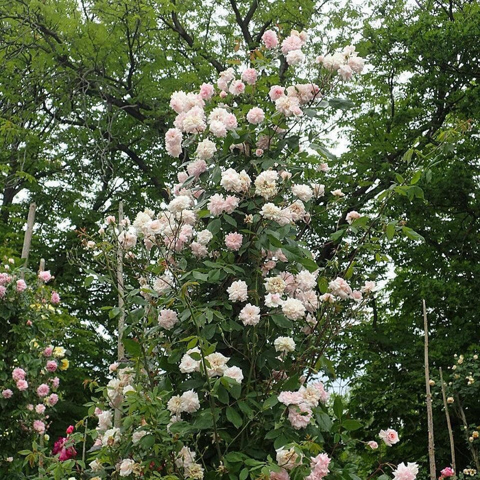 Rose, Cecile Brunner™ Climbing Rose