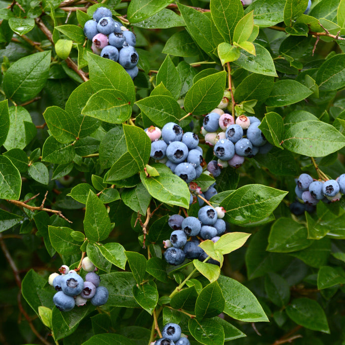 Blueberry, Bluejay Blueberry