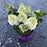 Hydrangea, First Editions® Little Hottie® Hydrangea