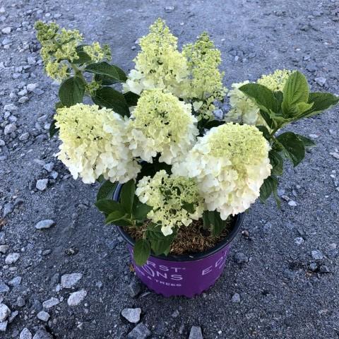 Hydrangea, First Editions® Little Hottie® Hydrangea