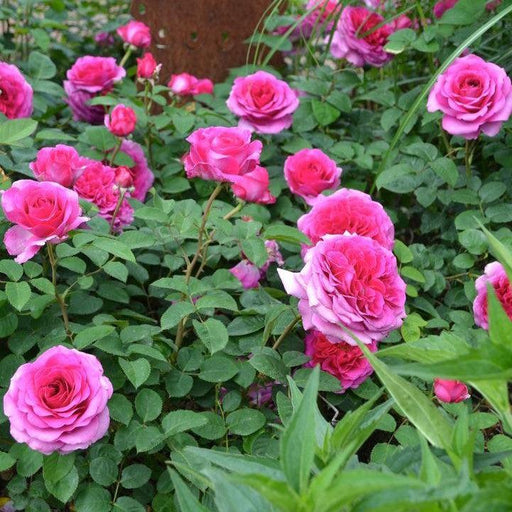 Rose, Showpiece™ Berry Rose