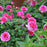 Rose, Showpiece™ Berry Rose