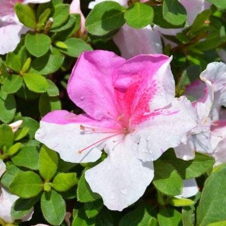 Azalea, Encore Autumn Twist Azalea