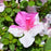 Azalea, Encore Autumn Twist Azalea