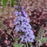Butterfly Bush, MONARCH® Glass Slippers Butterfly Bush