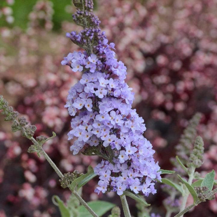 Butterfly Bush, MONARCH® Glass Slippers Butterfly Bush